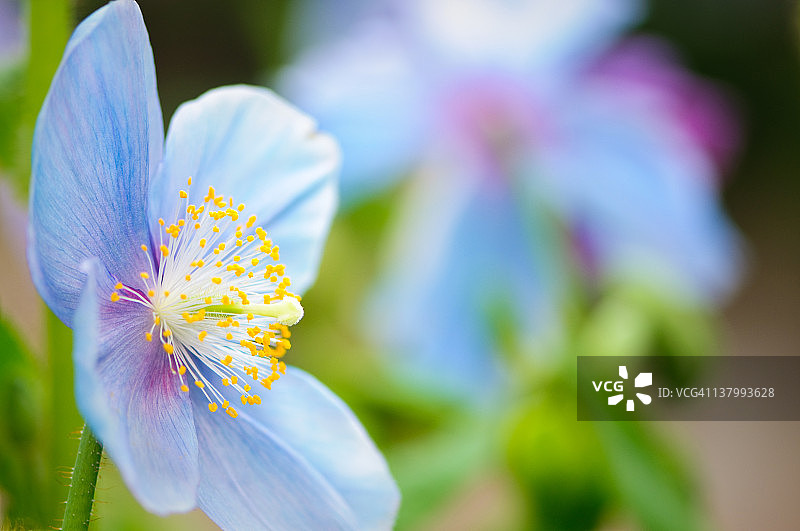 蓝罂粟图片素材