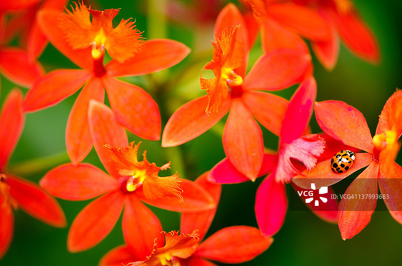 红兰花上的瓢虫图片素材