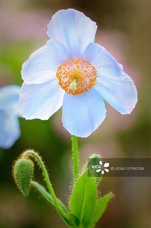 蓝罂粟图片素材