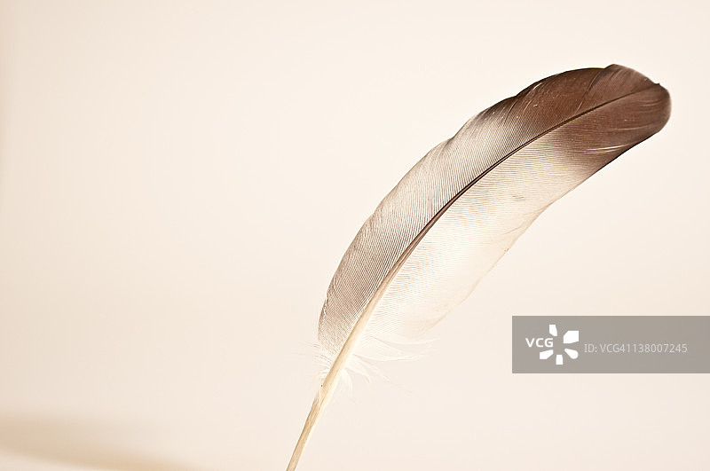 棕褐色羽毛笔复古图像图片素材