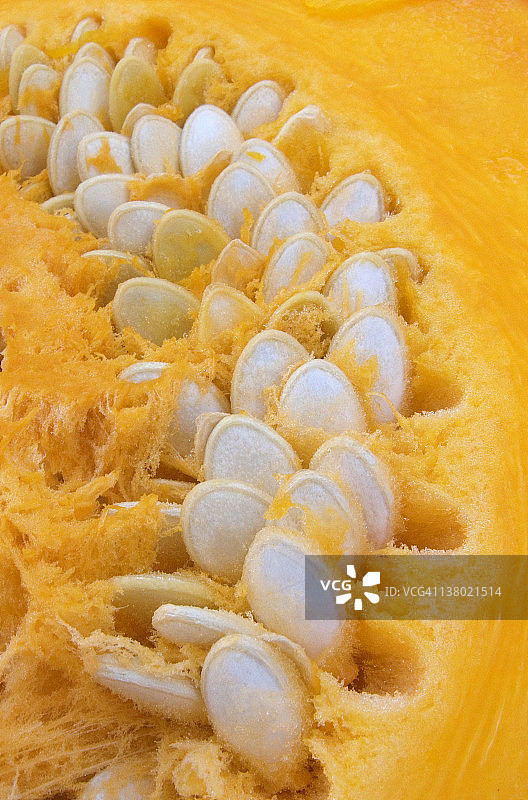 南瓜种子图片素材