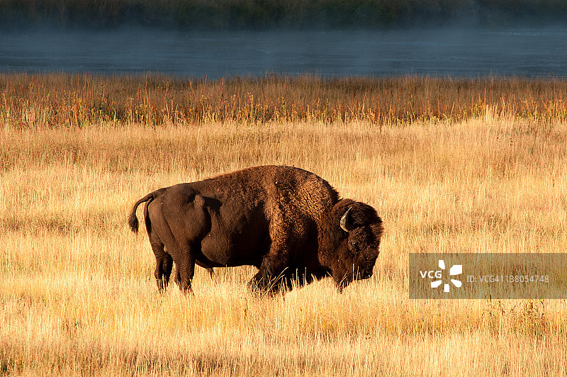 在干燥草地上的美洲野牛图片素材