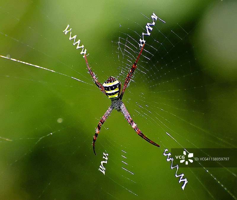 金园蛛图片素材