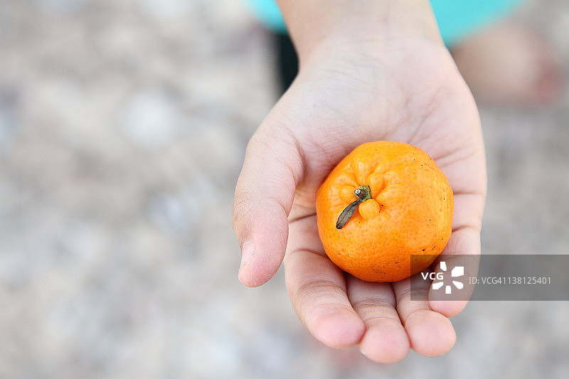 温州蜜柑图片素材