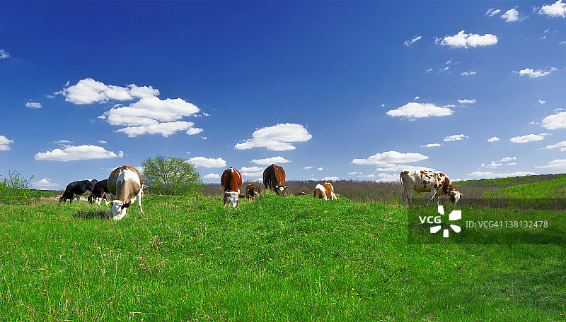 田野上的奶牛图片素材