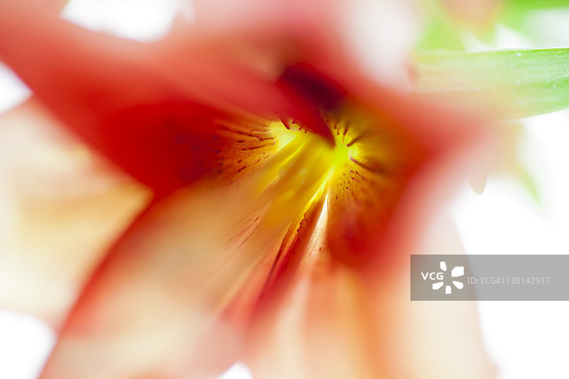 抽象虎百合图片素材