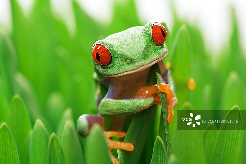 红眼树蛙藏在草丛中图片素材