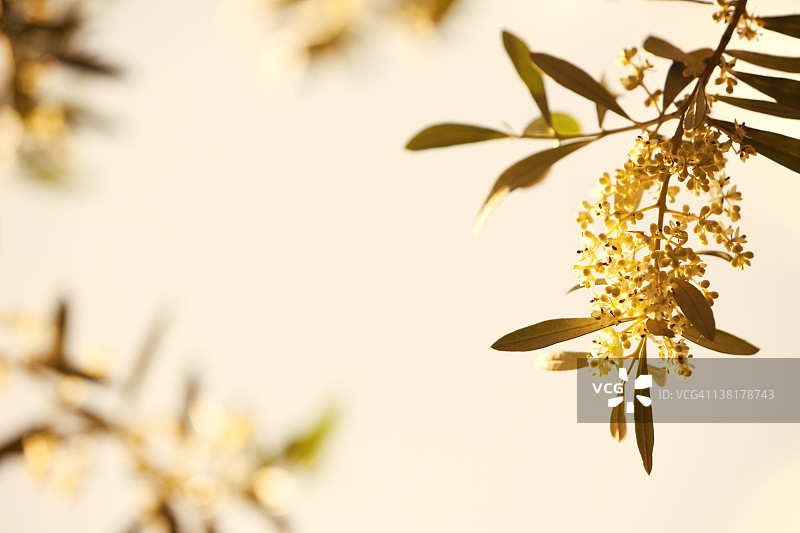 暮色下的开花橄榄树图片素材