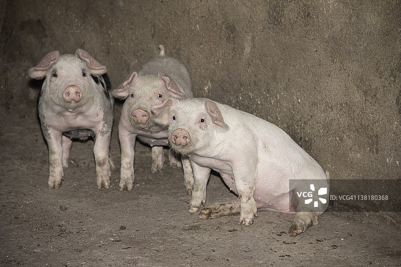 三只可爱的小猪图片素材