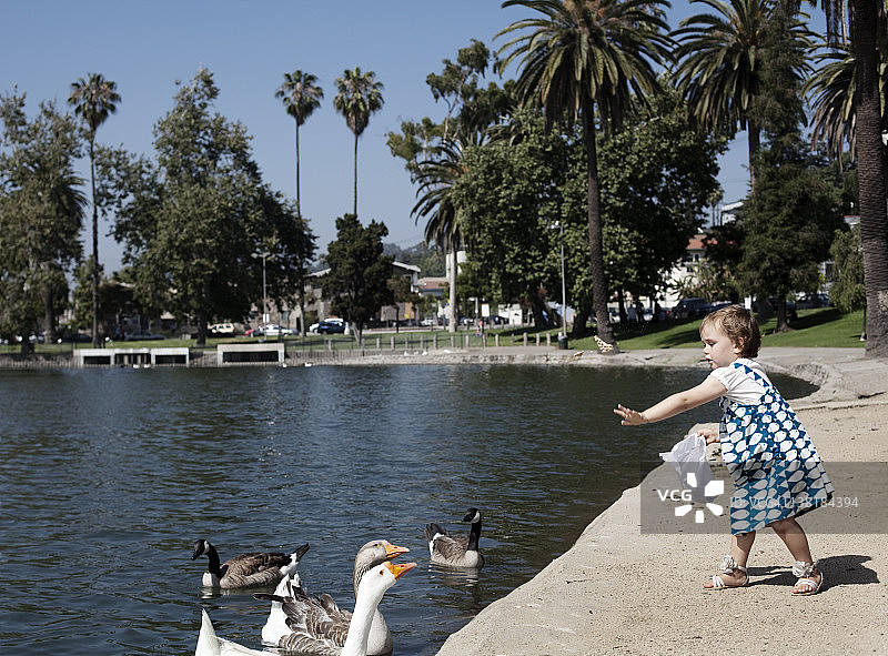 年轻女孩喂鹅图片素材