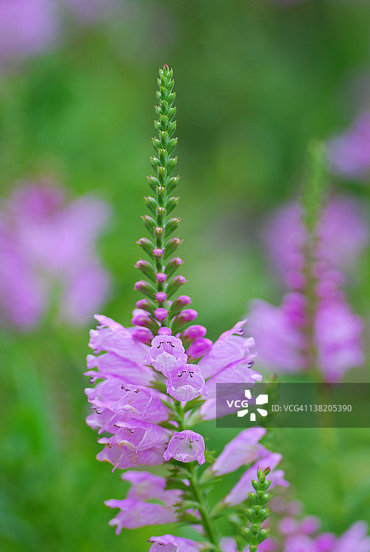 随意草图片素材