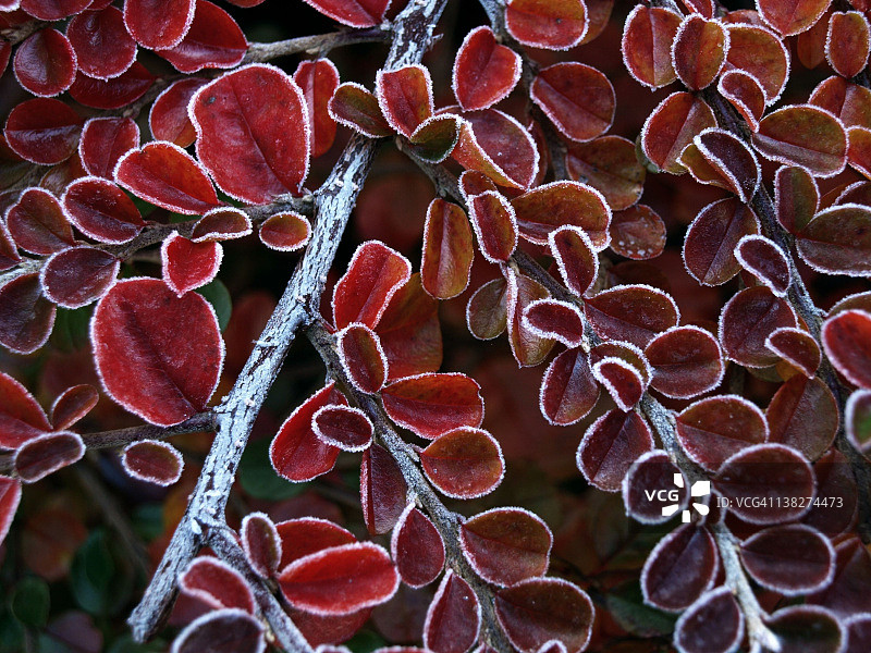 栒子树图片素材