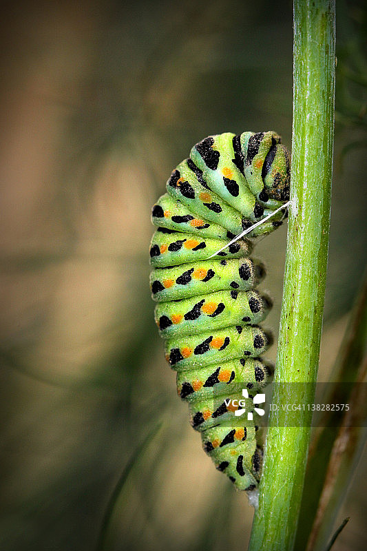 茴香凤蝶毛虫图片素材