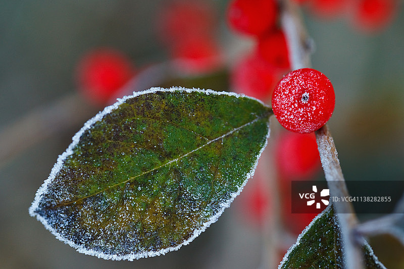 红色浆果图片素材