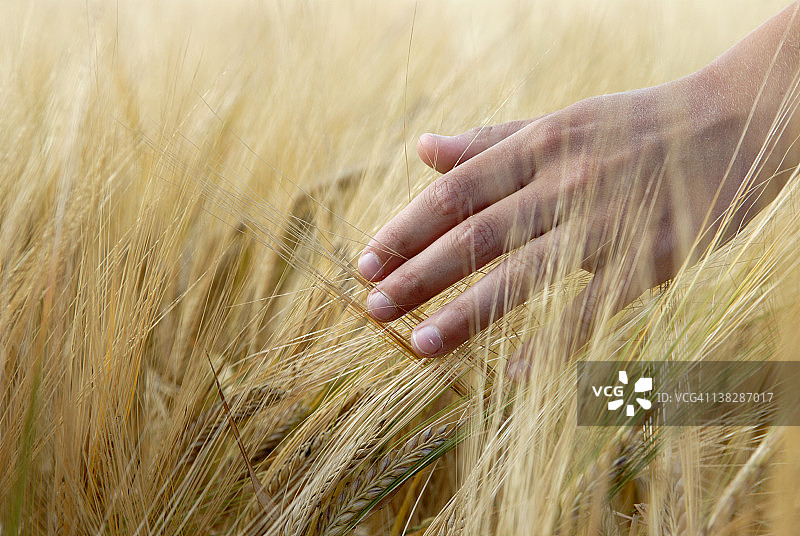 男孩触摸大麦图片素材