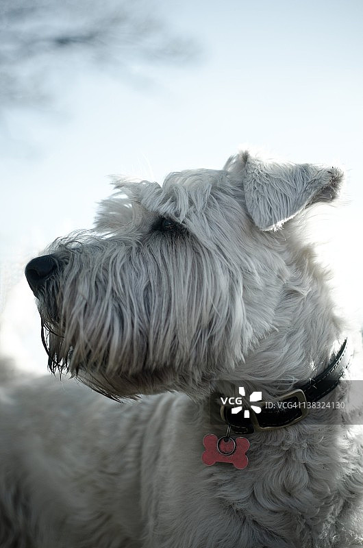 小狗侧视图片素材