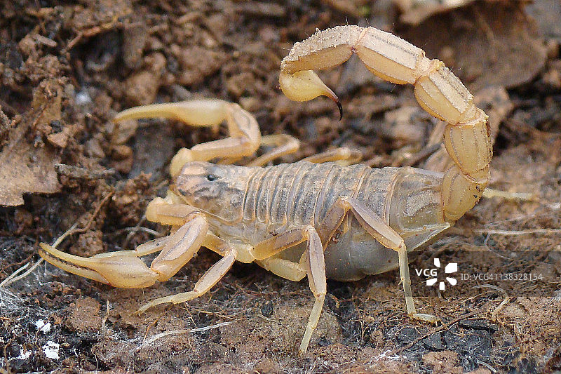 奥克西塔努斯蝎子图片素材