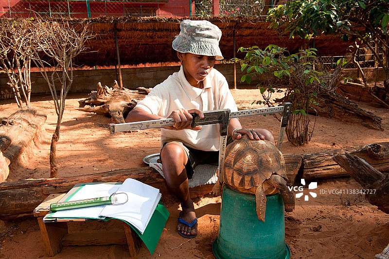 研究人员测量马达加斯加犁头龟图片素材