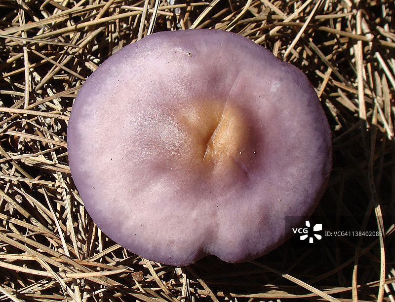 紫丁香蘑菇图片素材