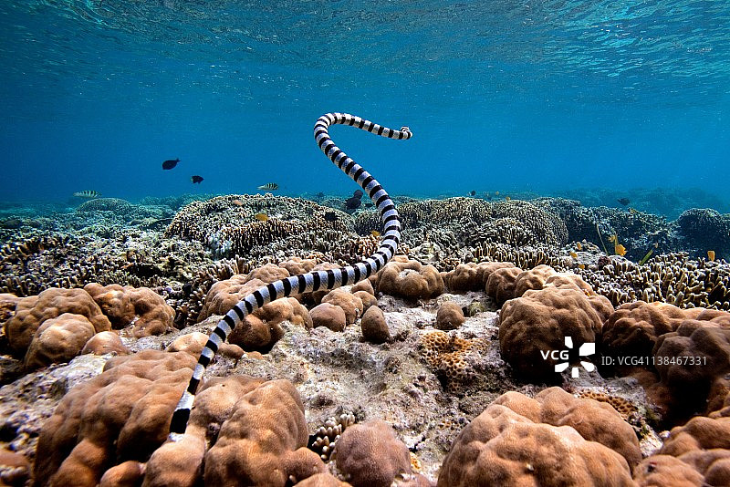 环纹海蛇。图片素材