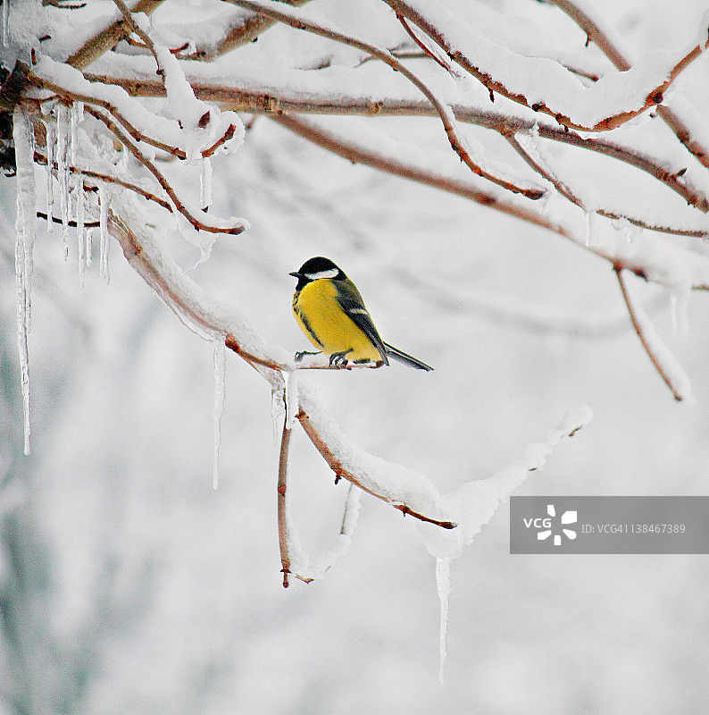 树枝上的山雀图片素材