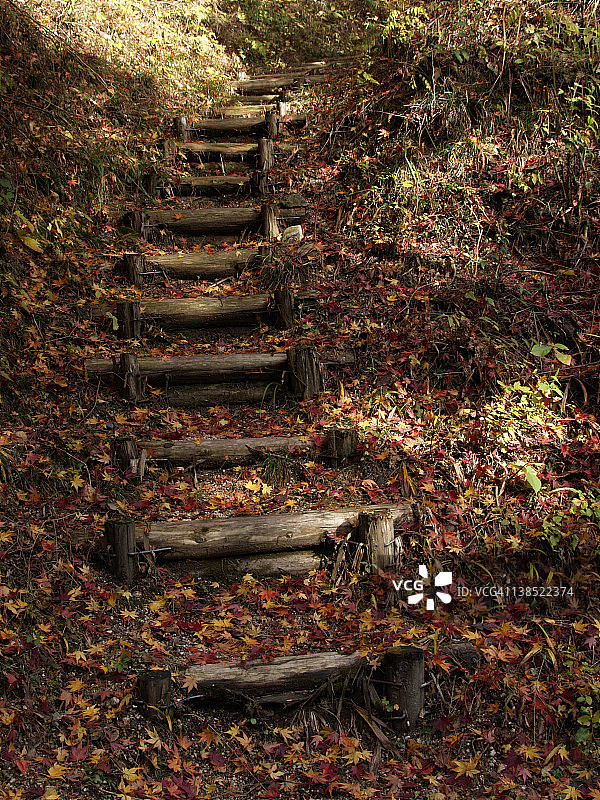 秋叶地毯图片素材