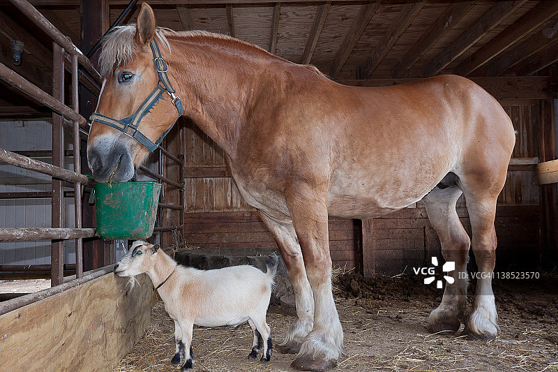 比利时挽马和非洲侏儒山羊图片素材