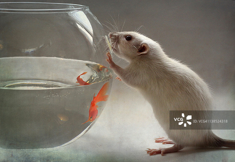 老鼠看着鱼图片素材