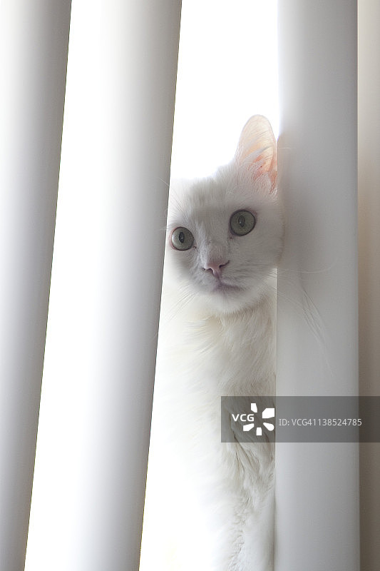 白猫肖像图片素材