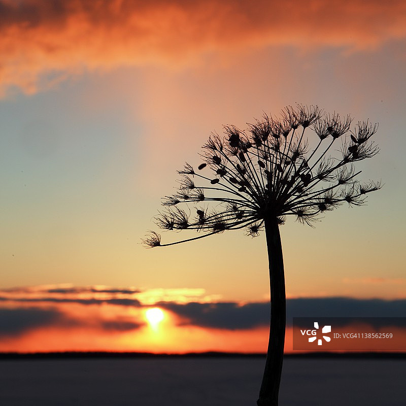 孤独的树和日落图片素材