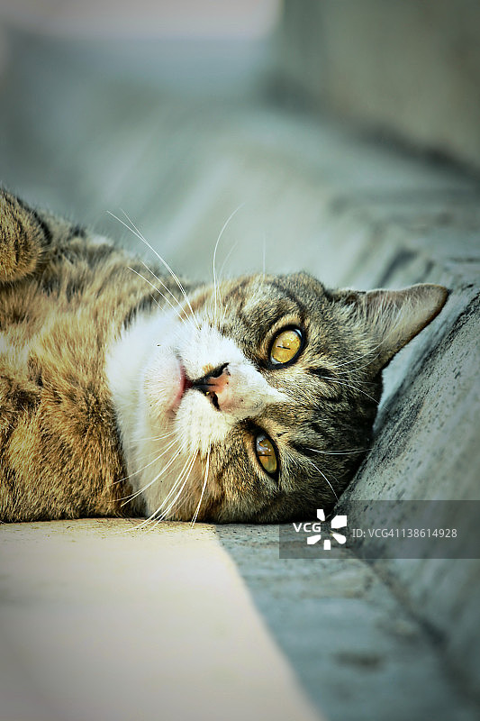 躺在地板上的野猫图片素材