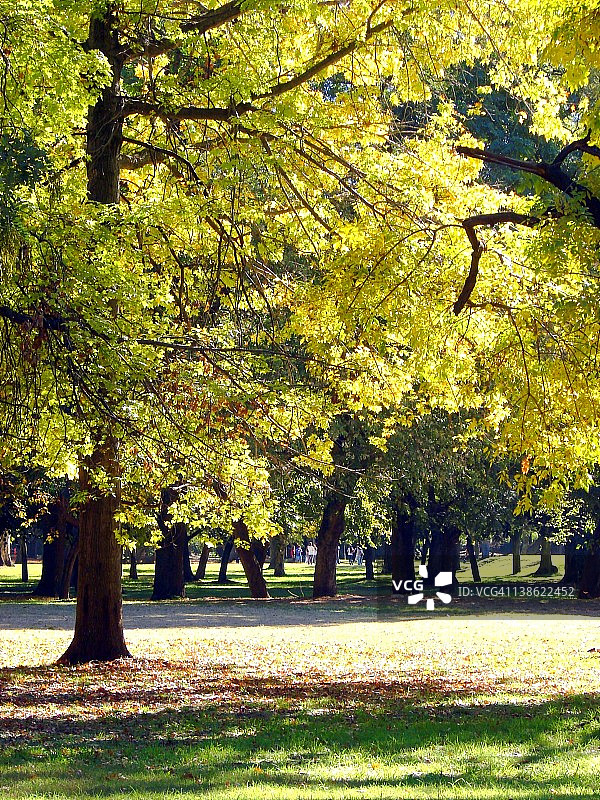 金色秋叶森林图片素材