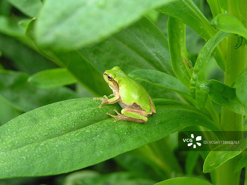 绿叶上的小青蛙图片素材