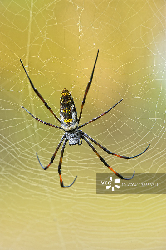 金色马达加斯加大金蛛图片素材