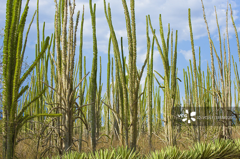 章鱼树图片素材