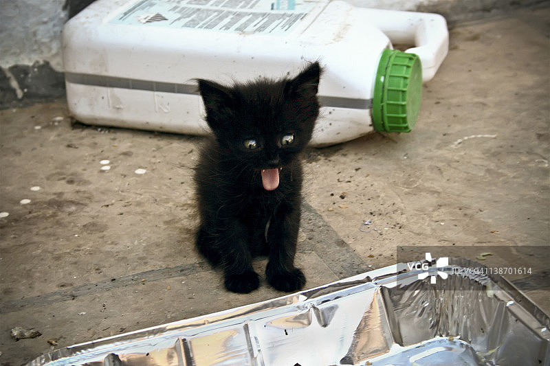 打哈欠的小动物图片素材