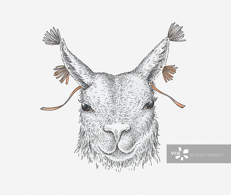 耳朵穿线的羊驼插画，古老的安第斯习俗图片素材