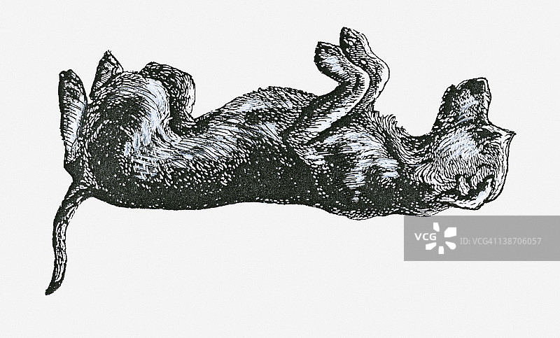 处于顺从位置的狗的黑白插图图片素材