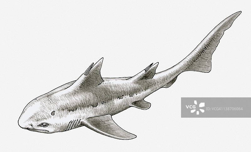 已灭绝的海波东鲨黑白插图，生存于二叠纪晚期至白垩纪晚期图片素材