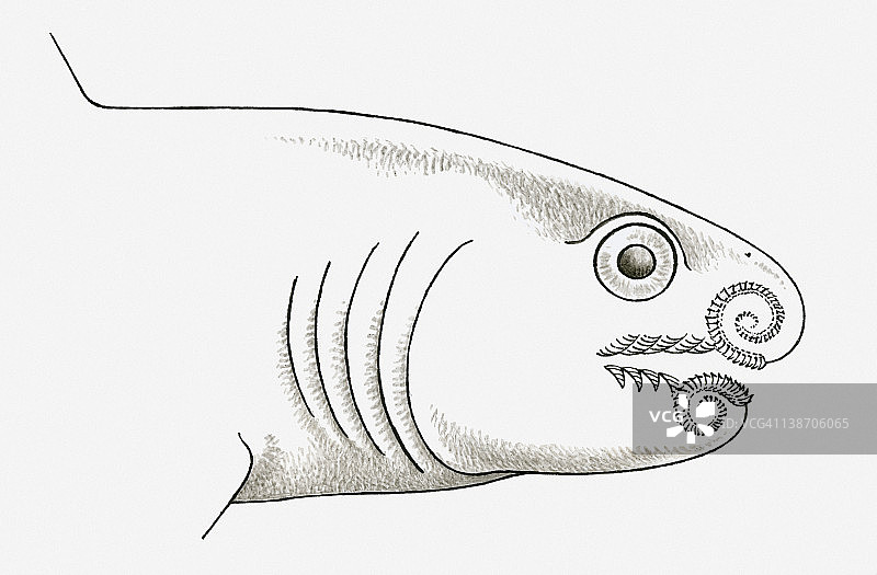 史前旋齿鲨黑白插画（石炭纪晚期至侏罗纪早期）图片素材
