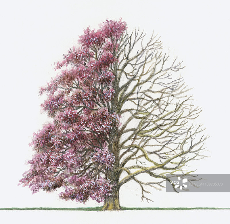 紫山毛榉树插画（带和不带紫色叶子）图片素材