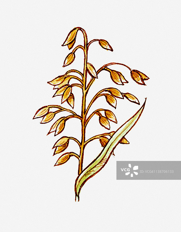 燕麦茎和种子插图图片素材