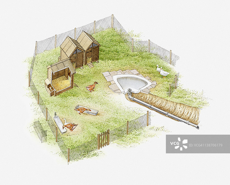 鹅舍与浴缸中的鹅群插画图片素材