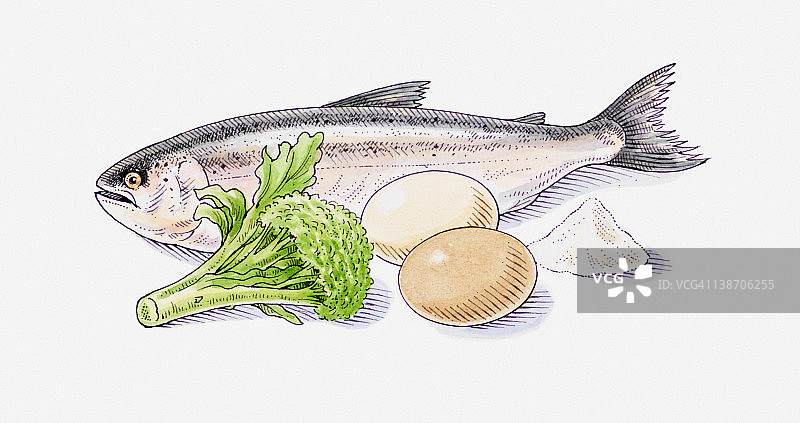 鱼、西兰花、鸡蛋和盐烹饪插画图片素材