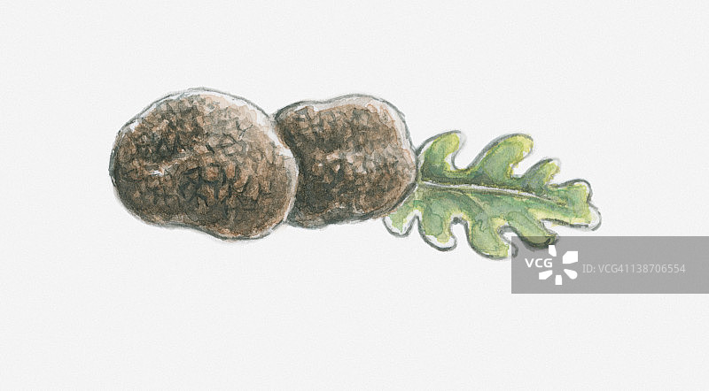 松露和叶子插画图片素材