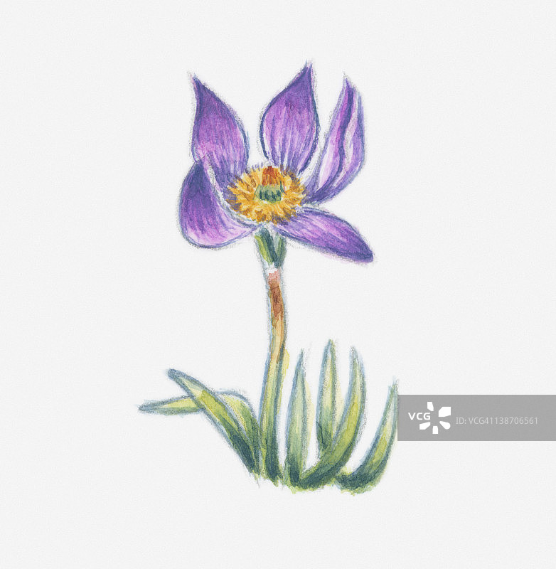 白头翁花插画图片素材