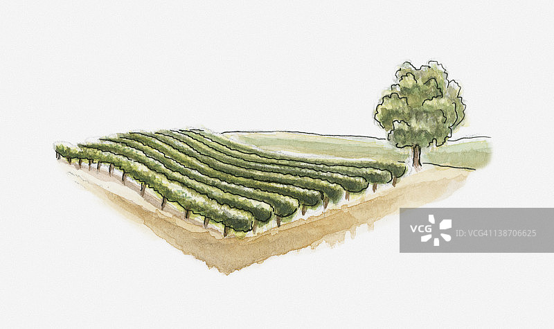 法国吉伦特省圣埃米利永的葡萄园插画图片素材