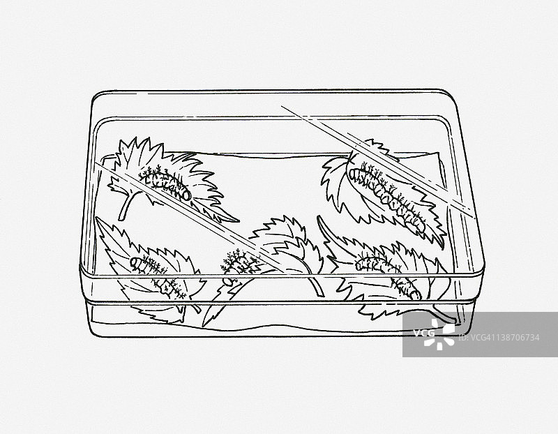 黑白插画：孔雀蝴蝶（Inachis io）的毛虫在盛水容器中的食物植物上图片素材