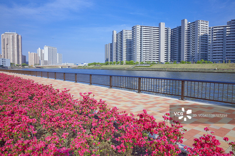 隅田川河畔盛开的皋月杜鹃花图片素材