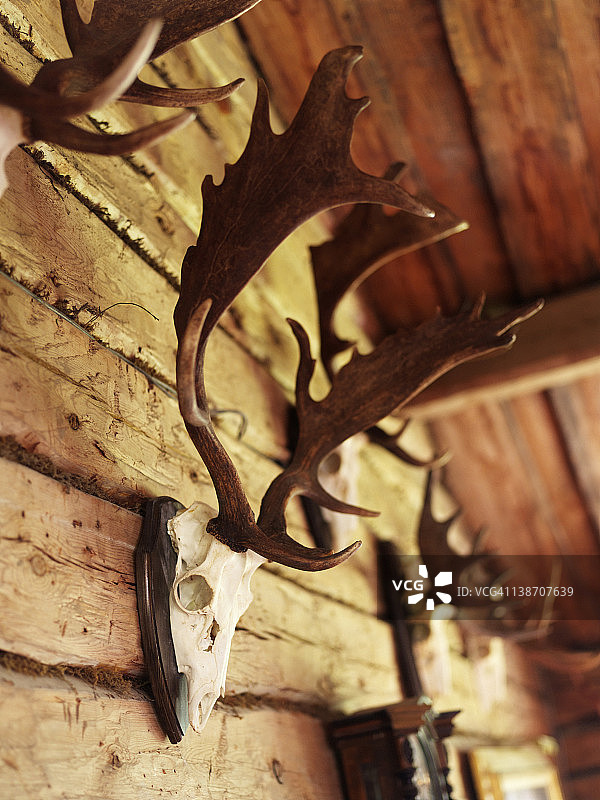 墙上的鹿角收藏图片素材